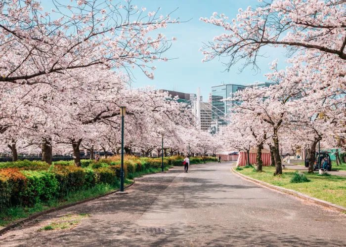 🌳 오사키 공원(오사키 코엔) 이미지 6